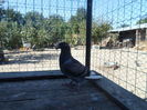 SAM_1454
