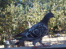 SAM_1458