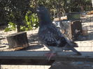 SAM_1471