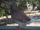 SAM_1508