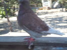 SAM_1509