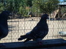 SAM_1535