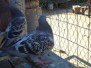SAM_1542