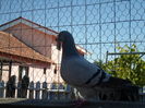 SAM_1544
