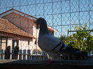 SAM_1545
