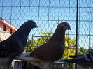 SAM_1547