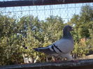 SAM_1562