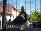 SAM_1590