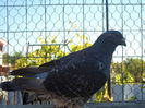 SAM_1592