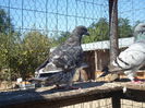 SAM_1600