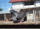 SAM_1607