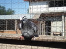 SAM_1608