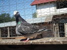 SAM_1610