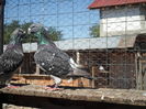 SAM_1617