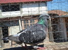 SAM_1620