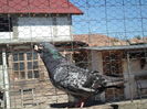 SAM_1635
