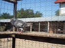 SAM_1641