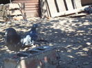 SAM_1679