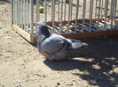 SAM_1695