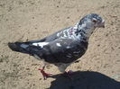 SAM_1709