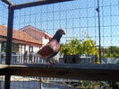 SAM_1713