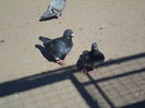 SAM_1719