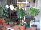 Flori 002