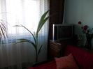 flori 003