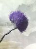 DARUIT Mr LAURSEN.Detaliu floare