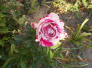 DSCN2394