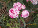 DSCN2544