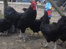 Australorp