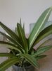 00-hipeastrum ,frunza variegata