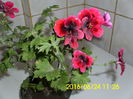 IMG_0218 (2)