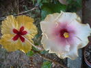 P1290186
