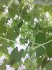 cucamelon
