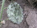 kiwano