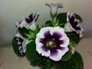 gloxinia matusii