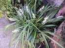 Ophiopogon,crinul iarba,16 aug