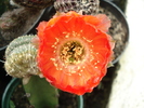 DSC08823