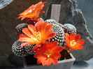 DSC09312