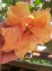 Classic Apricot