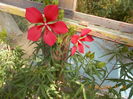 hibiscus coccineus-