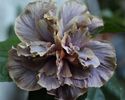 Hibiscus Stormy Days