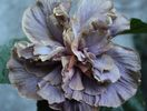 Hibiscus Stormy Days