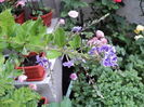 Duranta , 18 aug 2016
