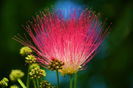 Albizia_0072 - MACRO