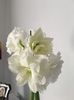 Amaryllis