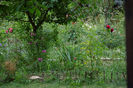 gradina-30