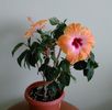 IMG_20160819_152011